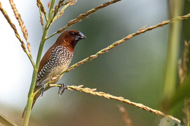 A scaly-breasted munia in Natore, Bangladesh.