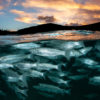 A school of fish.
