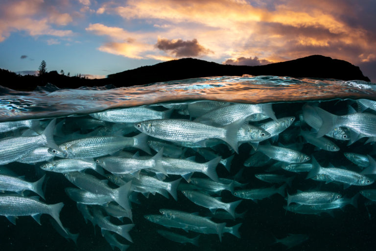 A school of fish.
