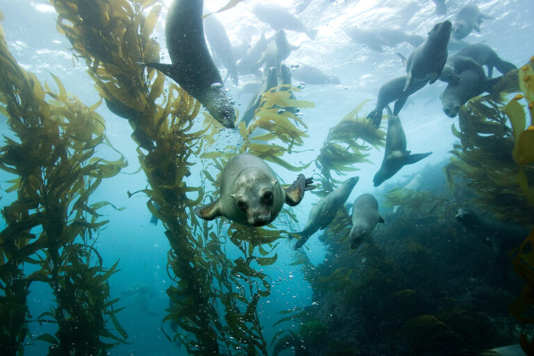 California sea lions swimming in a giant kelp forest.