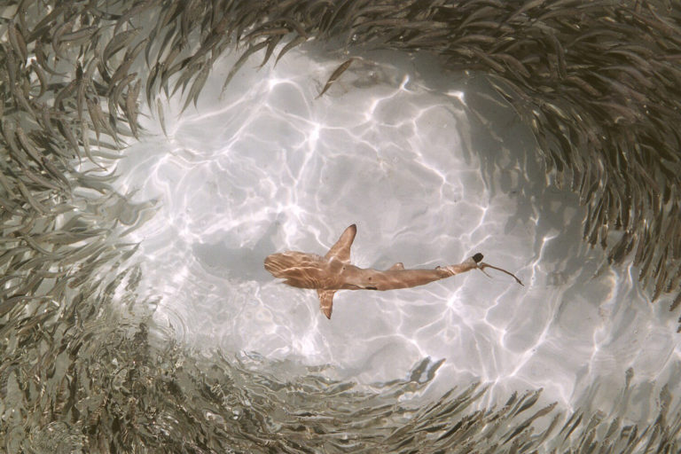 A blacktip reef shark swims among smaller fish