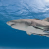 A shark with remoras.