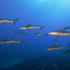 Gray reef sharks at Fakarava atoll, French Polynesia.