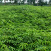 A red silk-cotton plantation.