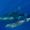 A pod of sperm whales.