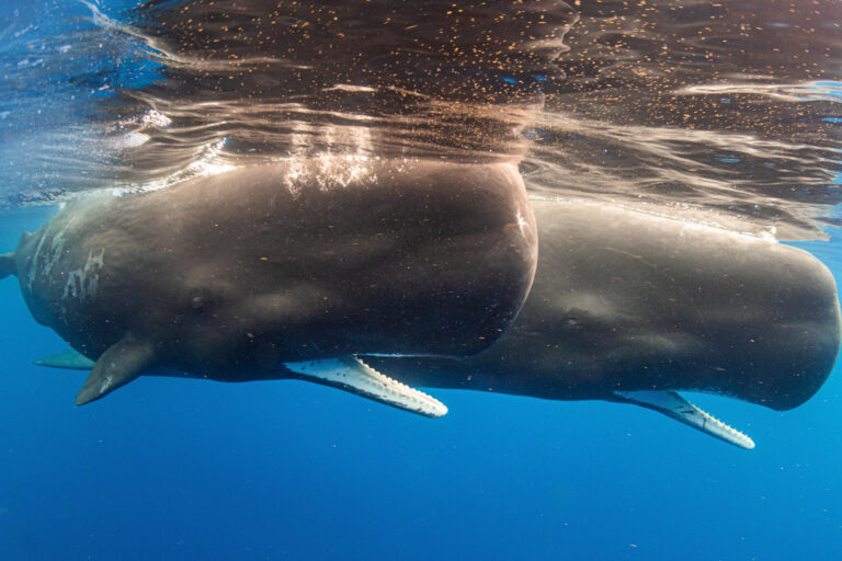 Sperm whales in the Atlantic Ocean.