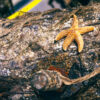 Starfish on a tree reef raised out of the water.