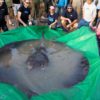 Giant freshwater stingray