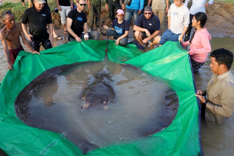 Giant freshwater stingray