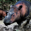 Sumatran rhinos