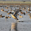 A northern pintail takes flight in the Tanguar Haor wetland.