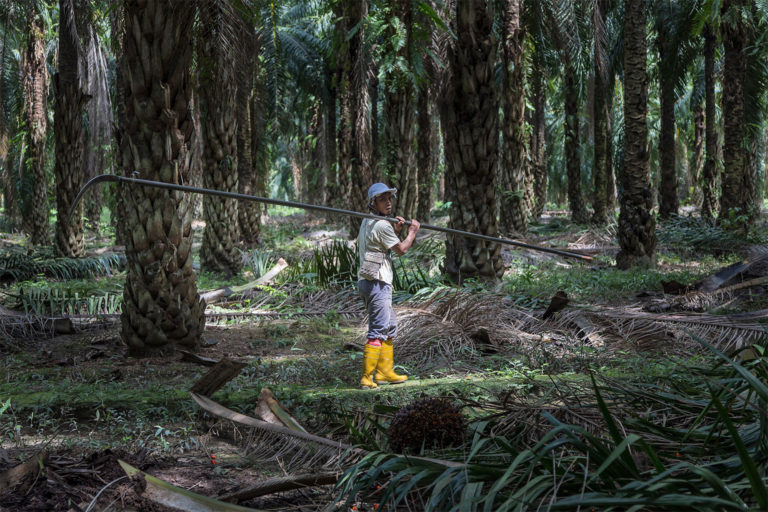 Palm oil estate worker