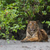 A sub-adult Bengal tiger on the river bank.