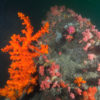 The bright-orange Tubastraea dendroida is named for its unique tree-like branching shape.