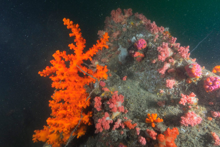 The bright-orange Tubastraea dendroida is named for its unique tree-like branching shape.