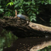 A black river turtle on a log
