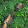 An uncontacted Indigenous community in Acre, Brazil.
