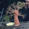 Seabed ecosystem.