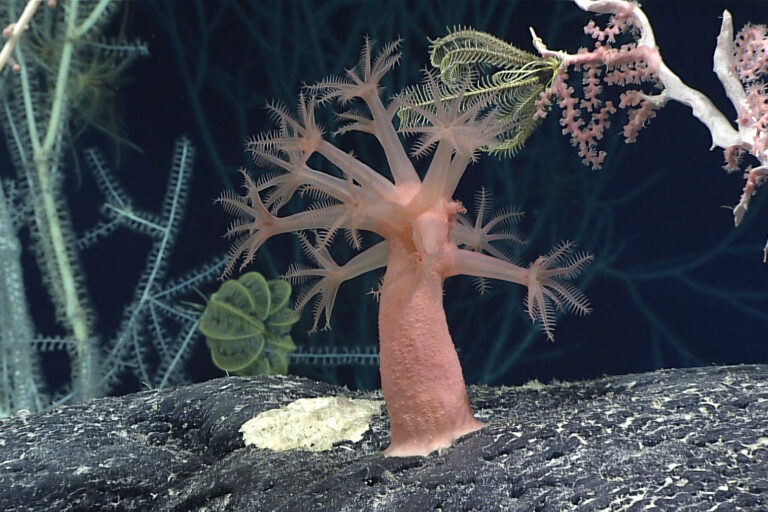 Seabed ecosystem.