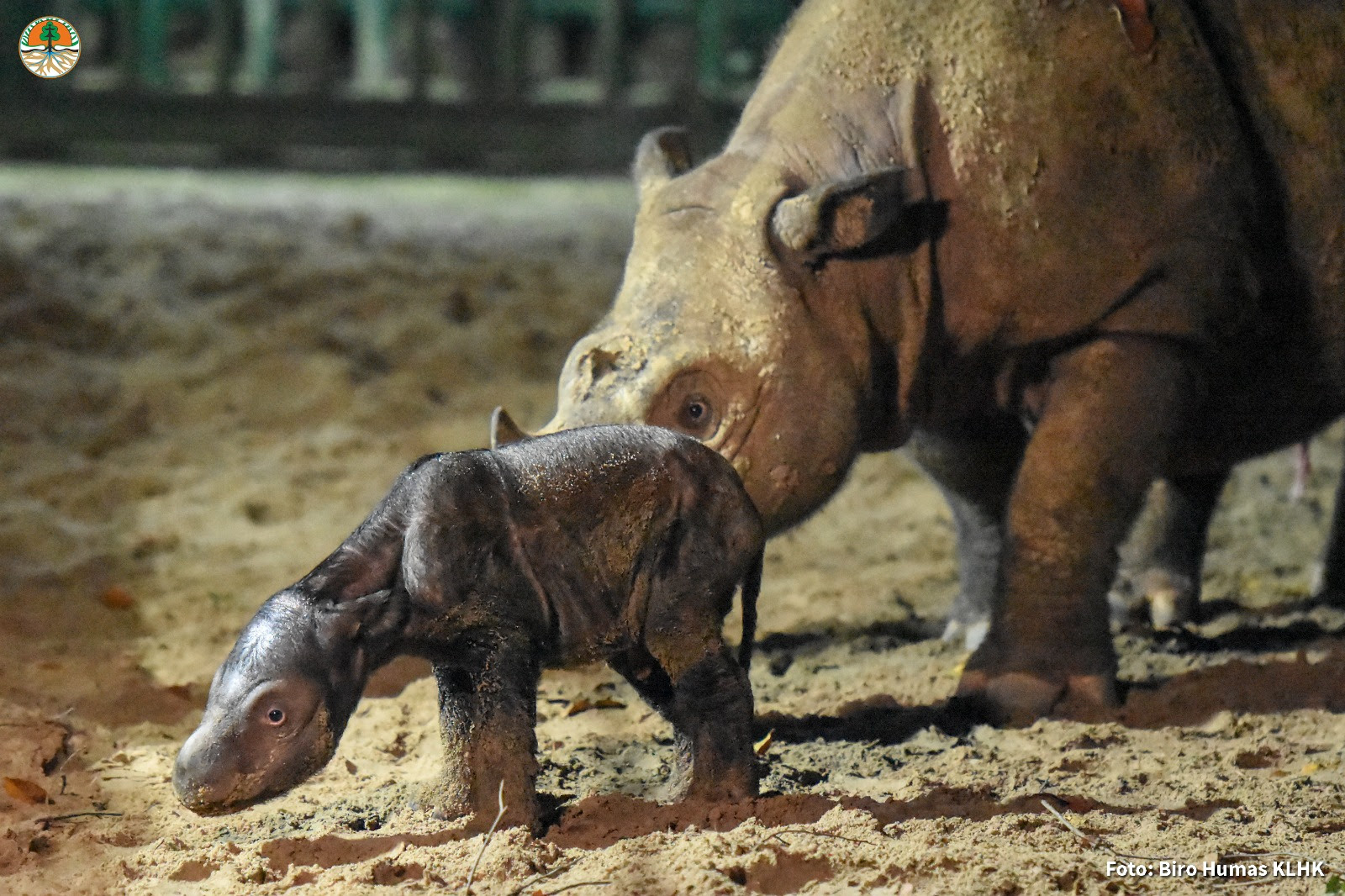 The birth, announced Sept. 30, 2023, was the fourth to take place at the Sumatran Rhino Sanctuary and brings the global captive population of the species up to 10.