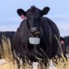Virtual fencing collars emit a warning sound when an animal approaches the invisible boundary. If the animal does not respond to the sound, the collar will deliver a small electric shock. Image courtesy of Vence.