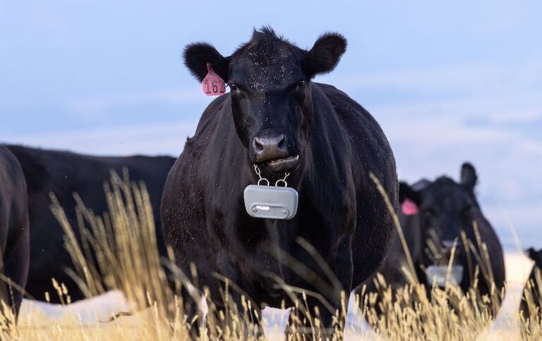 Virtual fencing collars emit a warning sound when an animal approaches the invisible boundary. If the animal does not respond to the sound, the collar will deliver a small electric shock. Image courtesy of Vence.