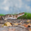 A Russell's viper
