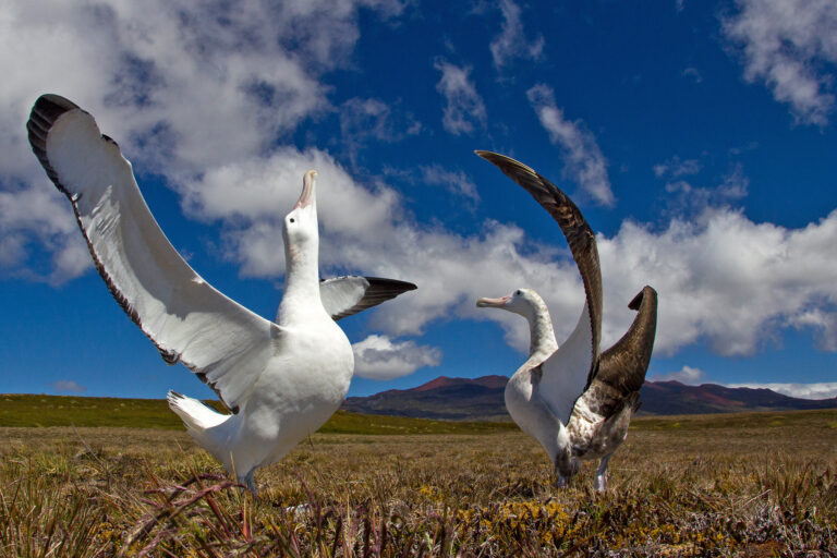 Wandering albatross on Marion Island.