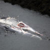 Two fin whales hunted in Iceland in 2009.