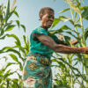 Maize near Yangambi, Democratic Republic of Congo.