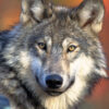 A resting gray wolf (Canis lupus). Photo by Gary Kramer, U.S. Fish and Wildlife Service.