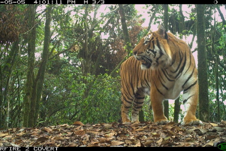 A tiger (Panthera tigris) recorded on a camera trap in Bhutan during the national tiger census 2021-2022. Image courtesy of WWF-US.