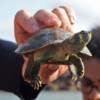 A yellow-spotted river turtle (Podocnemis unifilis), known locally as tracajá, a species that is of cultural importance for the Juruna.