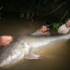 Mekong giant catfish